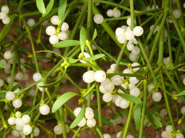 Омела белая фото растения и описание